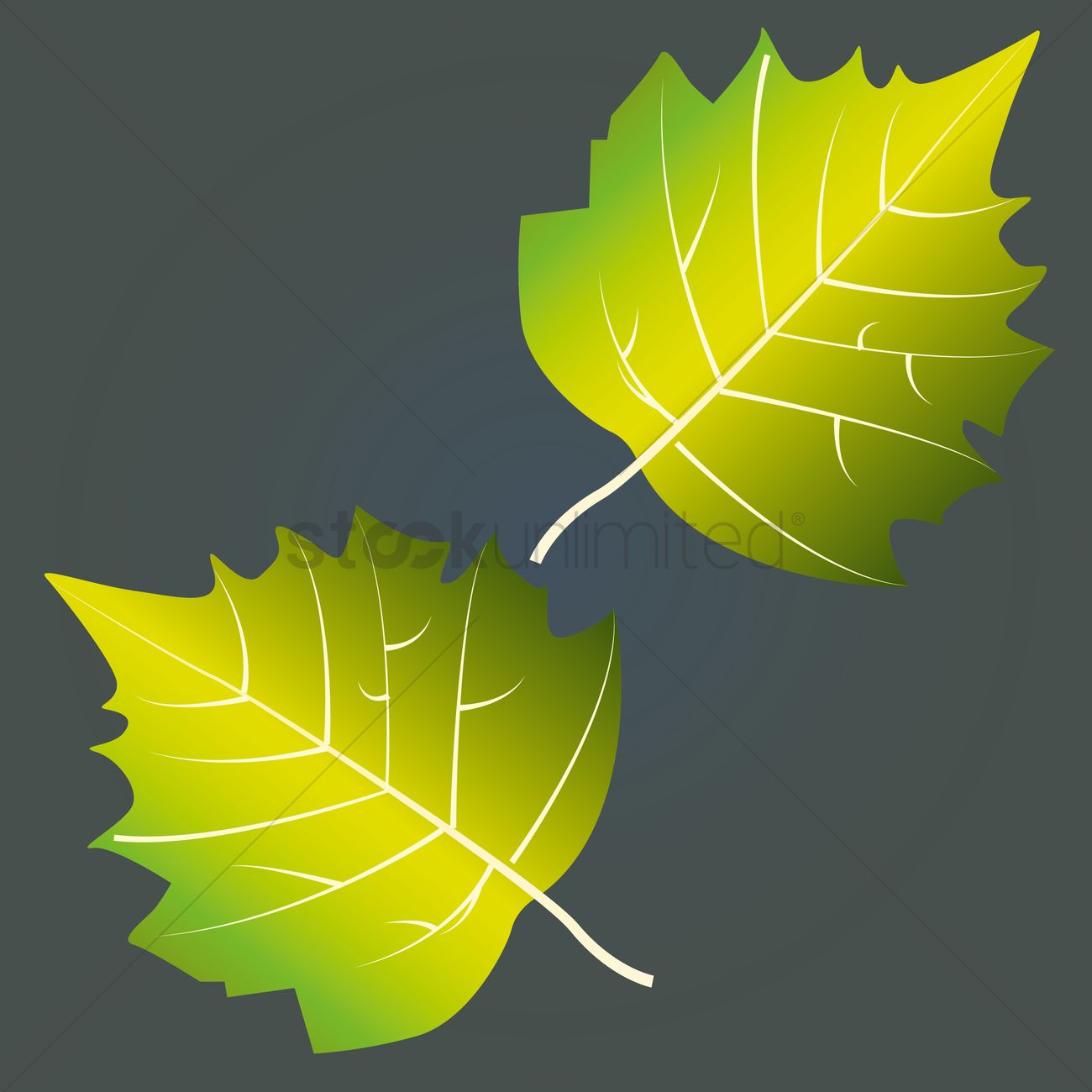 1300x1300 Aspen Leaf Vector Image