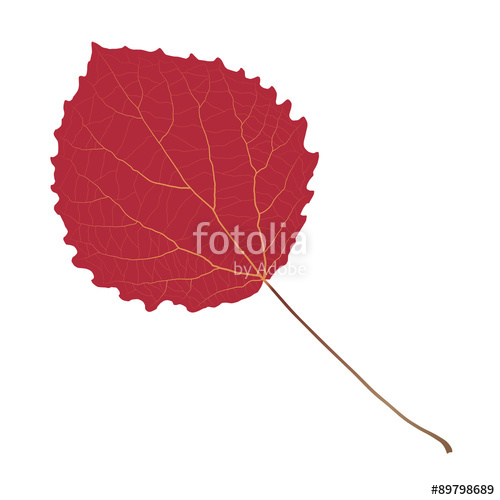 500x500 Red Leaf Aspen Stock Image And Royalty Free Vector Files On