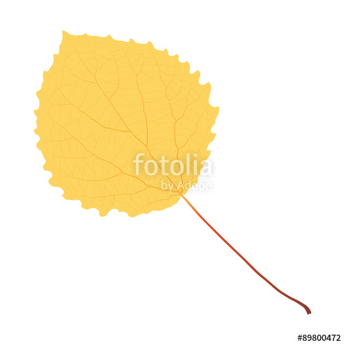 500x500 Yellow Aspen Leaf Stock Image And Royalty Free Vector Files On