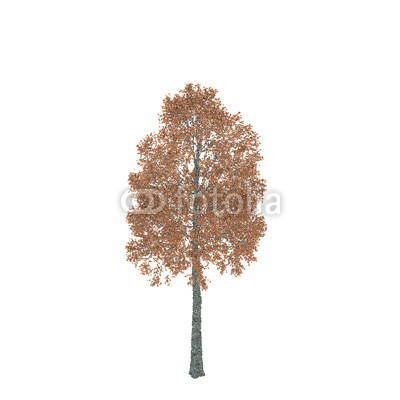 400x400 Aspen Tree. Isolated On White Background. Vector Illustration