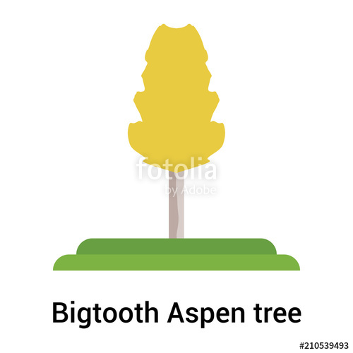 500x500 Bigtooth Aspen Tree Icon Vector Sign And Symbol Isolated On White