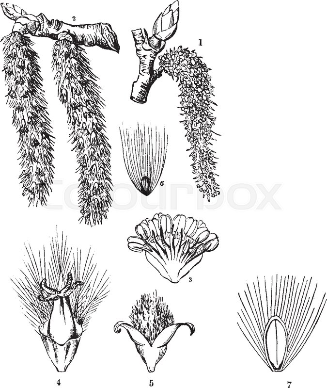 675x800 These Are Various Parts Of The Common Aspen Tree. It Features The