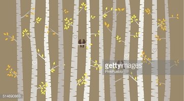362x200 Vector Birch Or Aspen Trees With Autumn Leaves Stock Vectors