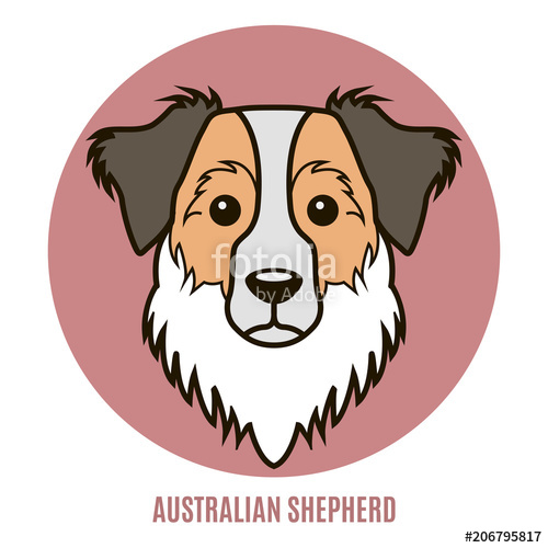 500x500 Portrait Of Australian Shepherd. Vector Illustration Stock Image