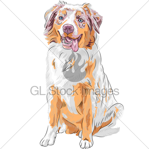500x500 Vector Dog Red Australian Shepherd Breed Gl Stock Images