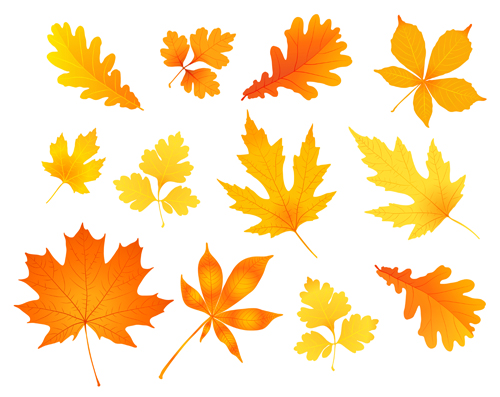 500x397 Beautiful Autumn Leaves Icons Vector 03 Free Download