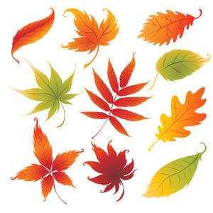 300x300 Colorful Autumn Leaves Vector