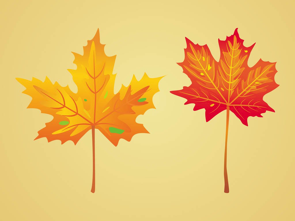1024x765 Maple Autumn Leaves Vector Art Amp Graphics