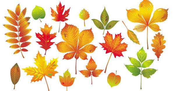 598x312 Autumn Leaves Vector 123freevectors