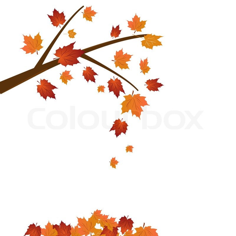 800x800 Branch Of Maple Tree, Autumn Leaf Fall. Vector Stock Vector