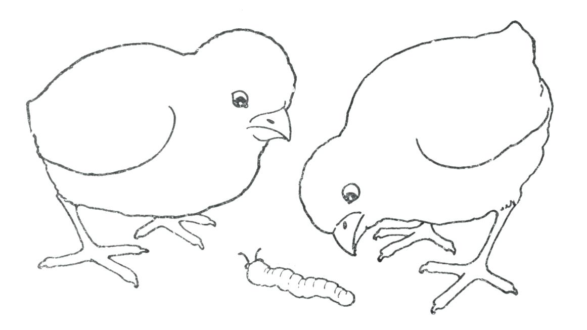 1161x653 Chicks Coloring Pages Vector Of Cartoon Chicken Buddies Outlined