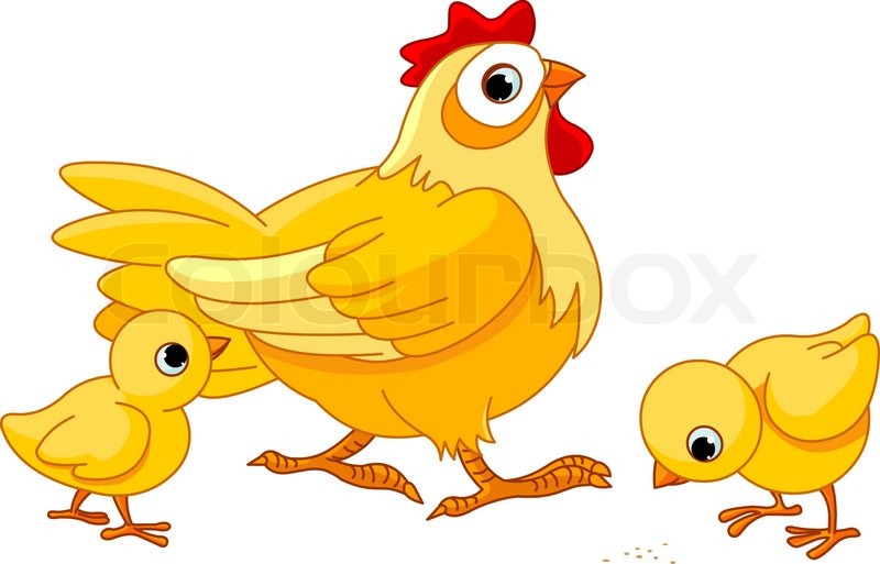 800x513 Mother Hen With Its Baby Chicks Stock Vector Colourbox