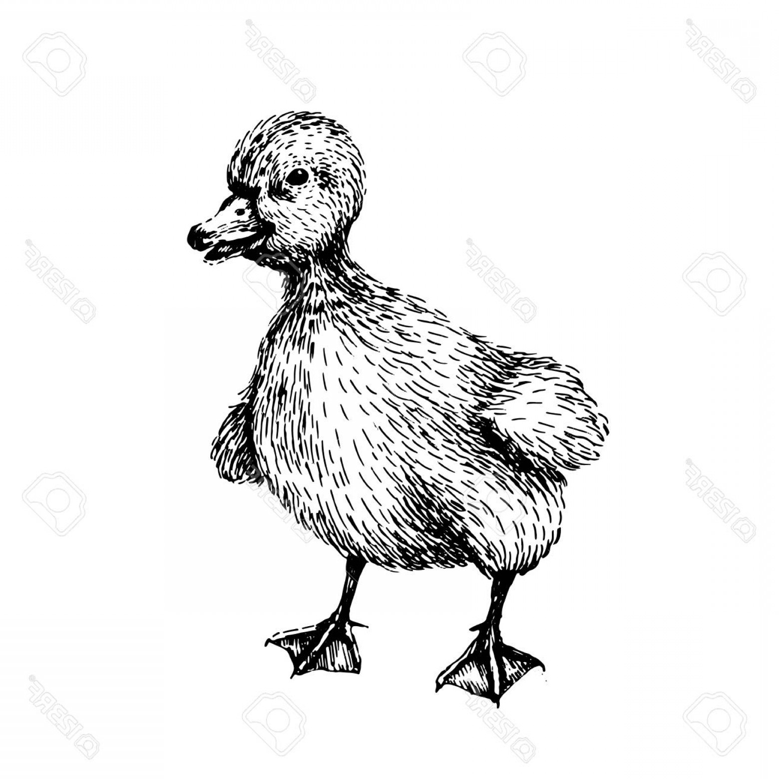 1560x1560 Photostock Vector Baby Farm Animal Domestic Little Cute Baby Duck
