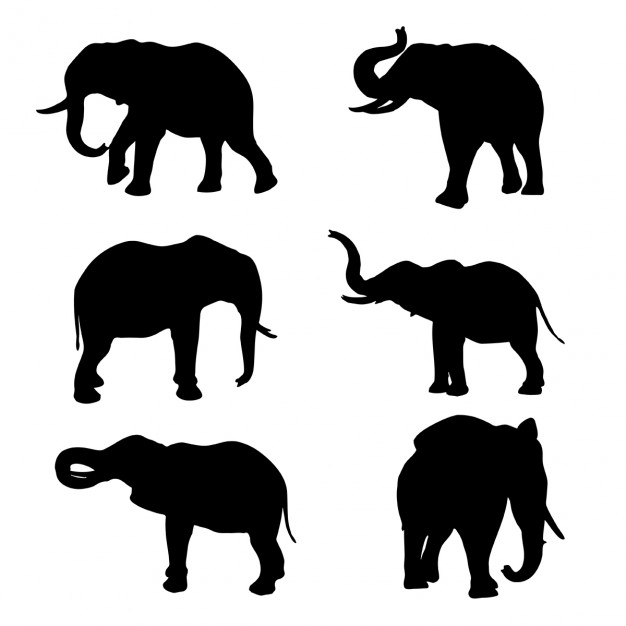 626x626 Elephant Vectors, Photos And Psd Files Free Download