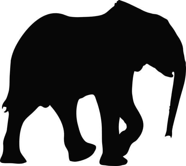 612x546 Silhouette Of A Small Cute Baby Elephant Vector Id663560638 K 6 M