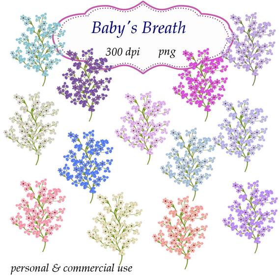 570x570 Clip Art Babys Breath Embellishments Transparent Png Etsy