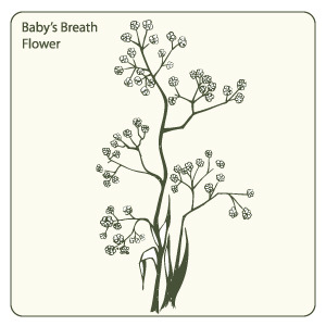 Babys Breath Vector