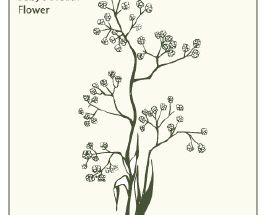 266x215 Babys Breath Vector
