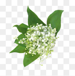 260x261 Babyamp 039s Breath Flowers Png Images Vectors And Psd Files