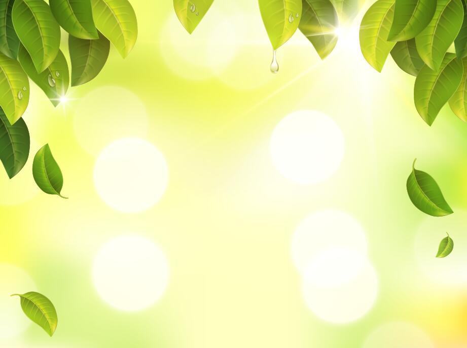 921x688 Green Leaves With Sunlight Blurs Background Vector