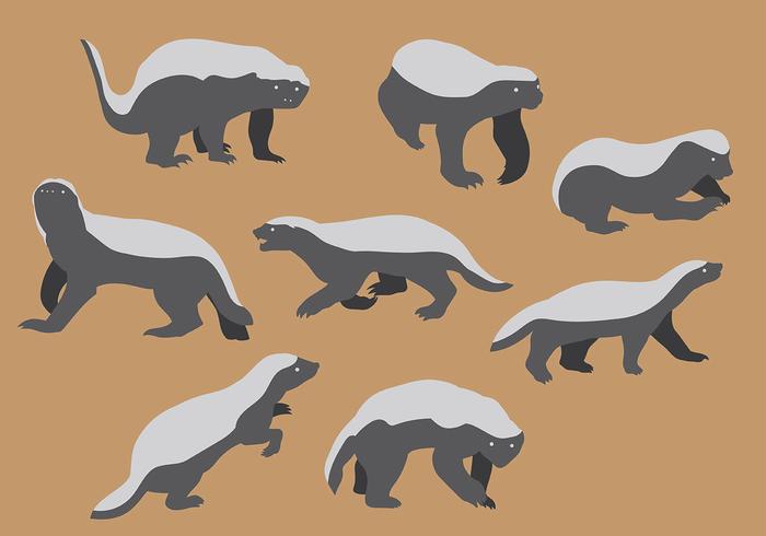 700x490 Free Honey Badger Icons Vector