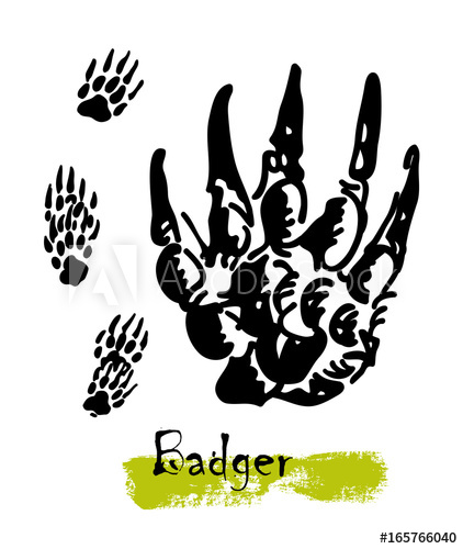 422x500 Silhouettes Of Traces Of Wild Animals. Traces Of A Badger. Vector