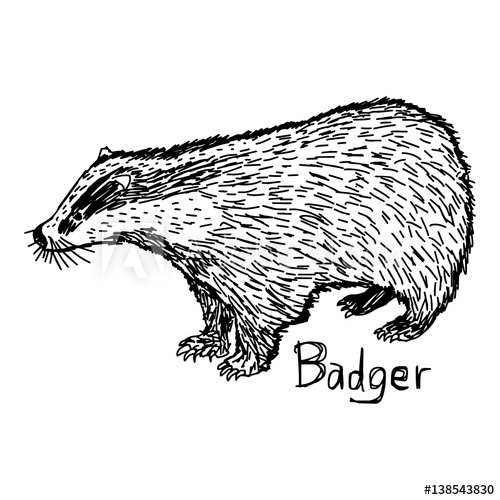 500x500 Badger