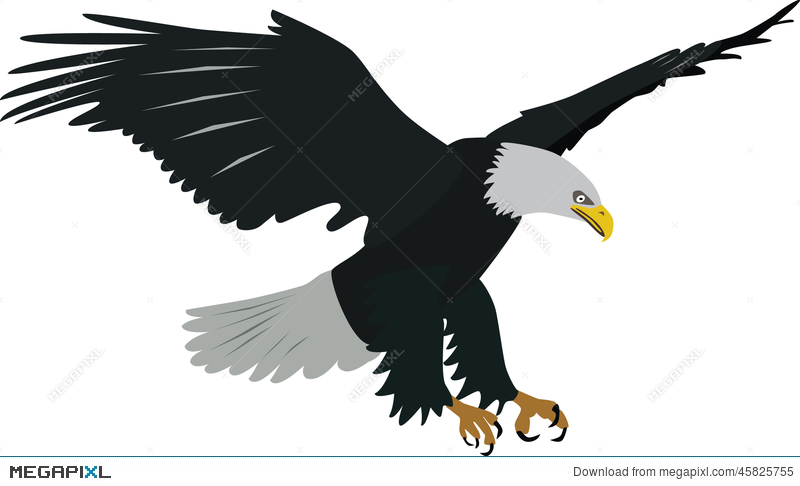 800x486 Bald Eagle Vector Illustration 45825755