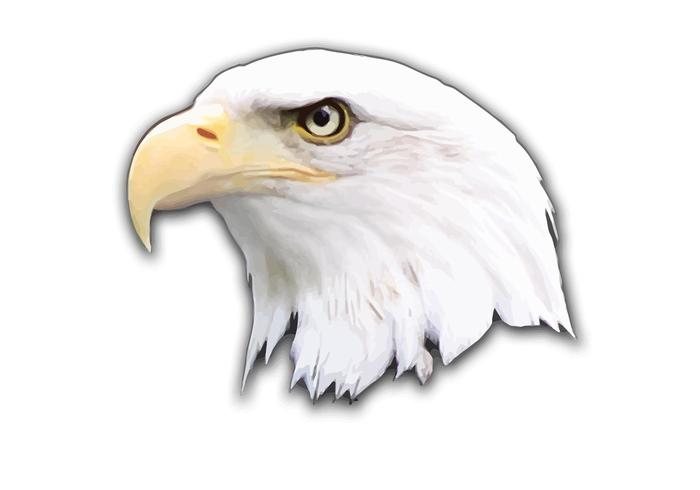 700x490 Eagle Vector
