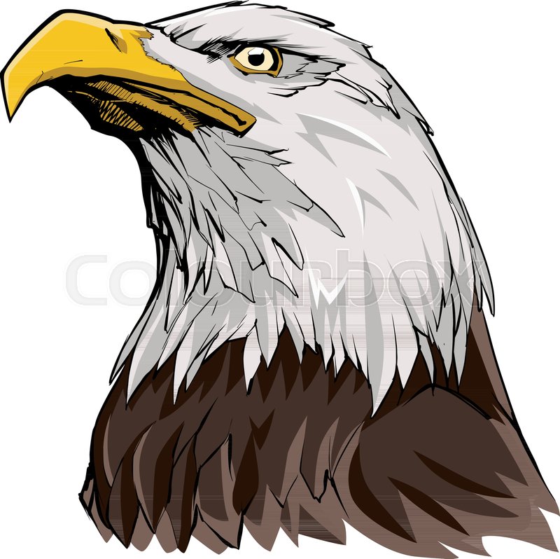 800x798 Portrait Illustration Of North American Bald Eagle. Stock Vector