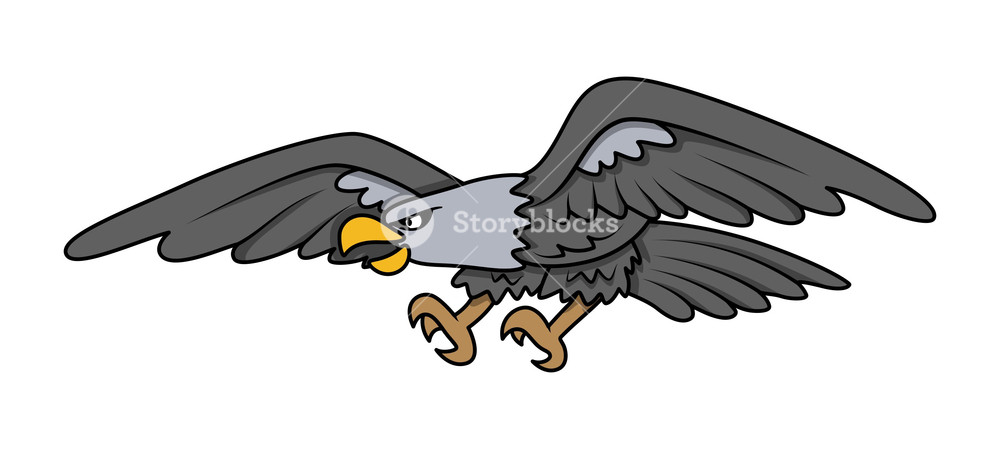 1000x449 Bald Eagle