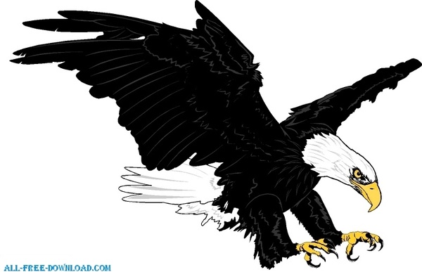 600x387 Bald Eagle 00125 Free Vector In Encapsulated Postscript Eps ( .eps