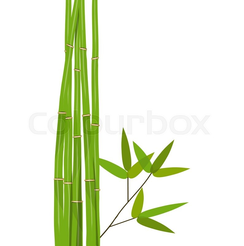 795x800 Colorful Stems And Bamboo Leaves. Vector Illustration. Eps10