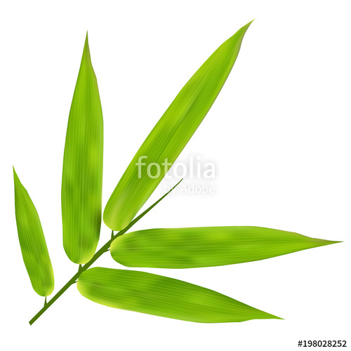 500x500 Illustration Of Bamboo Leaves On White Background Stock Image