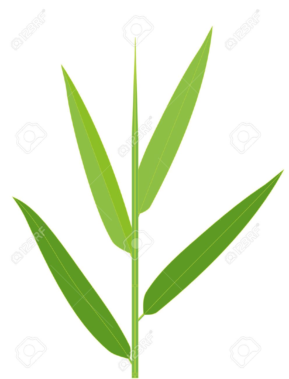 992x1300 Vector Illustration Of Bamboo Leaves Isolated On White Trees