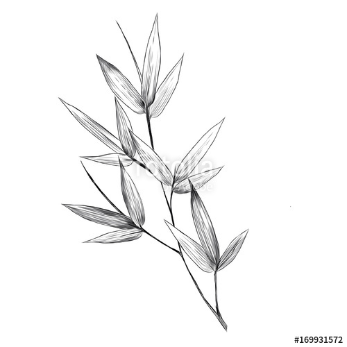 500x500 Bamboo Leaves Sketch Vector Graphics Monochrome Bitmap Greens