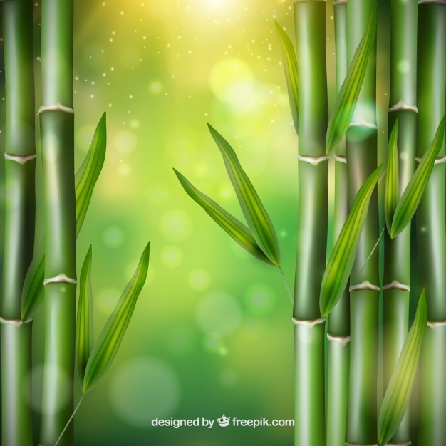 626x626 Bamboo Vectors, Photos And Psd Files Free Download