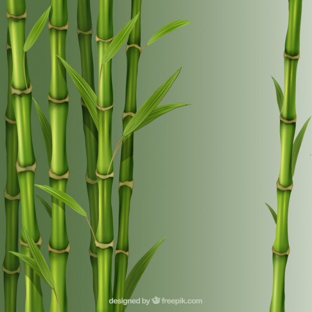 626x626 Bamboo Vectors, Photos And Psd Files Free Download