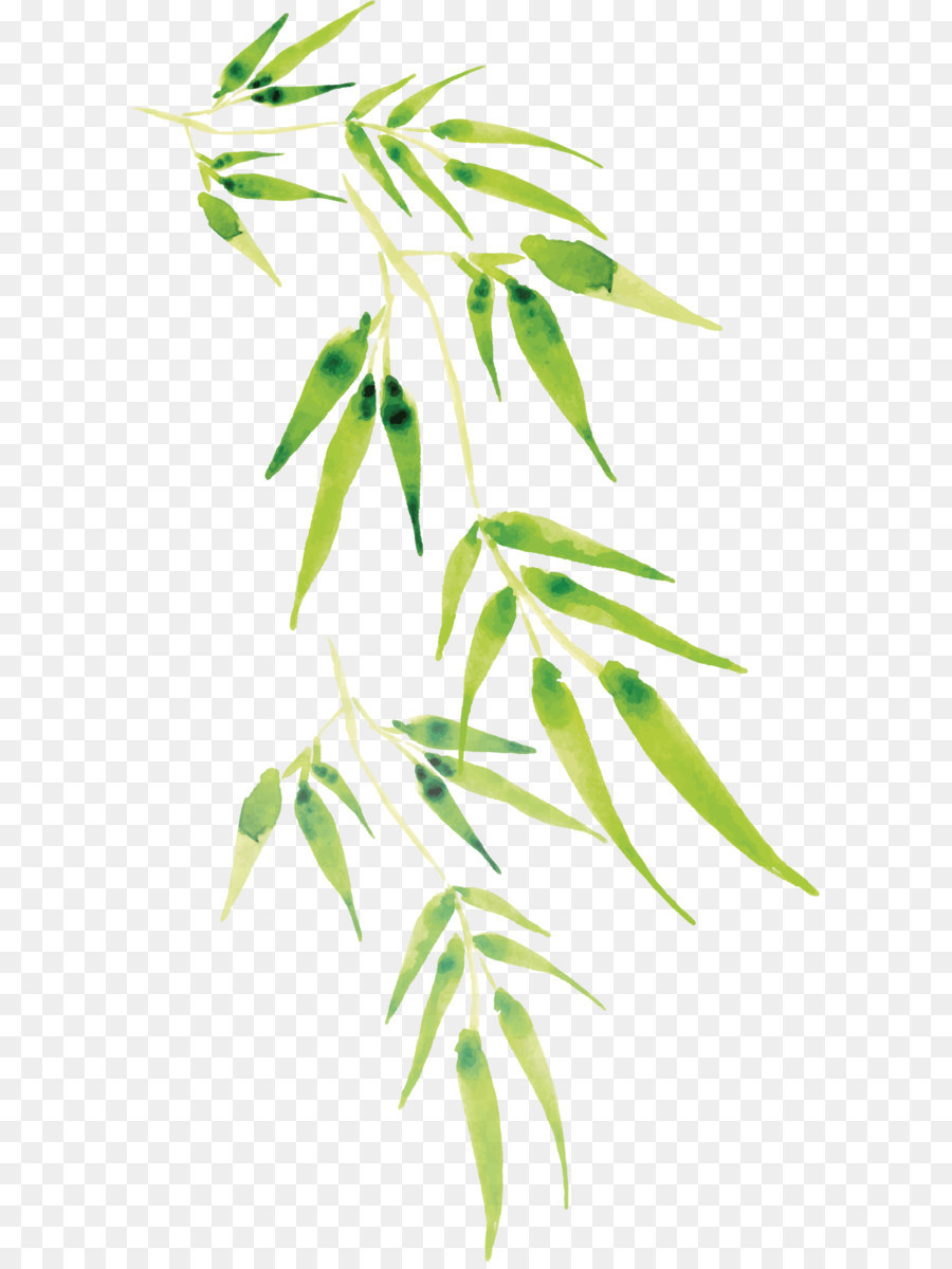 900x1200 Cartoon Bamboo Vector Png Download