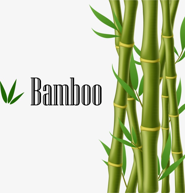 650x675 Green Bamboo, Bamboo Vector, Green Png And Vector For Free Download