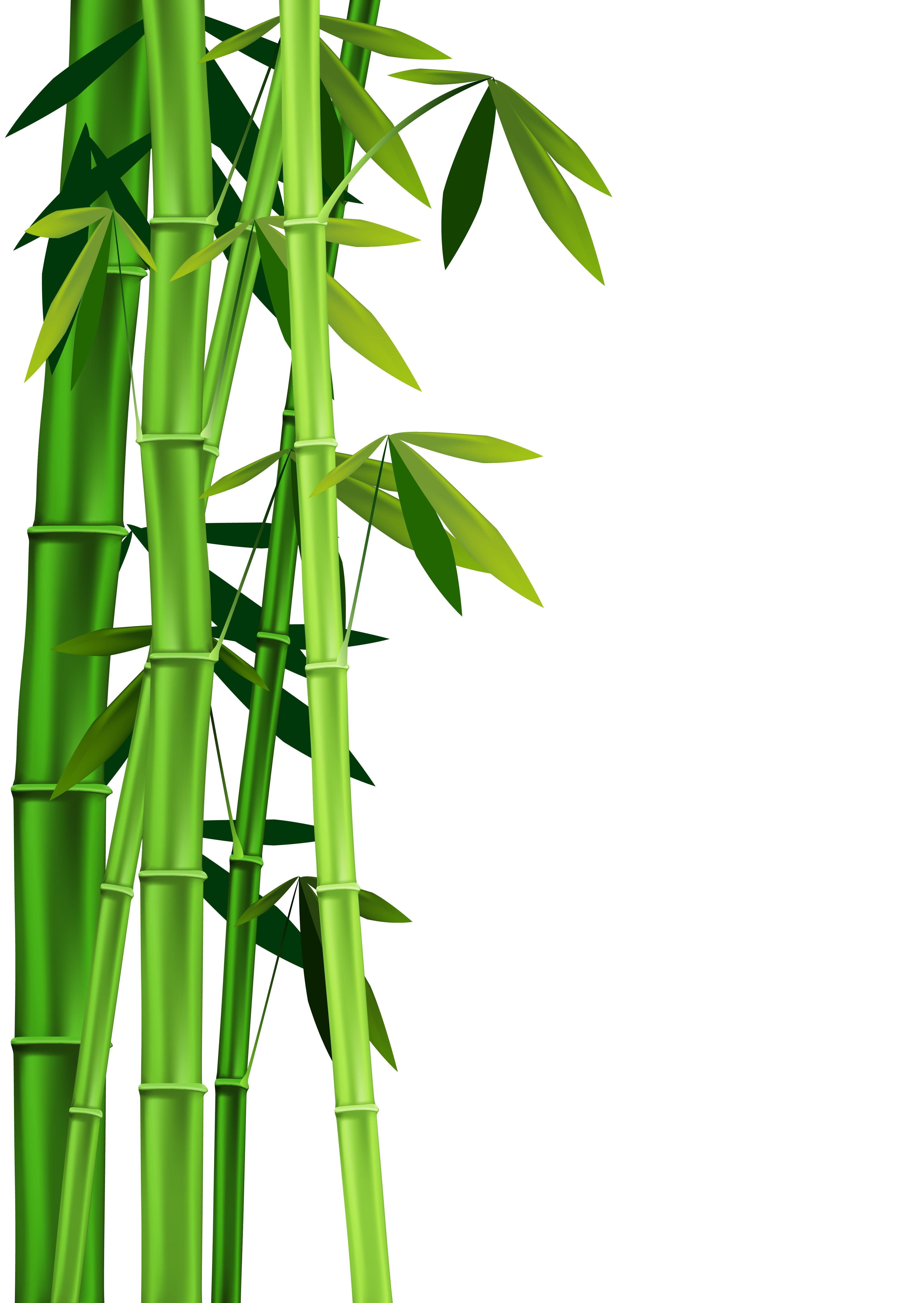 4082x5756 Images Of Bamboo