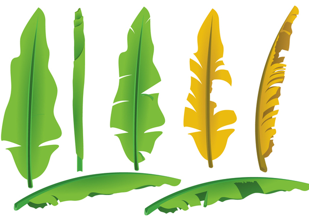 632x443 Banana Leaf Vectors Free Vector Download 343701 Cannypic