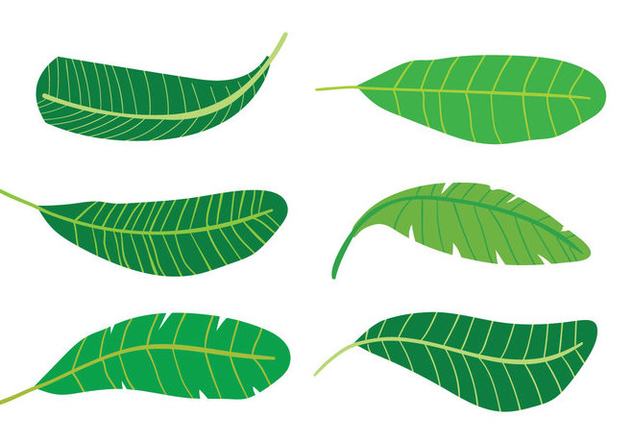 632x443 Banana Leaf Vectors Free Vector Download 348219 Cannypic