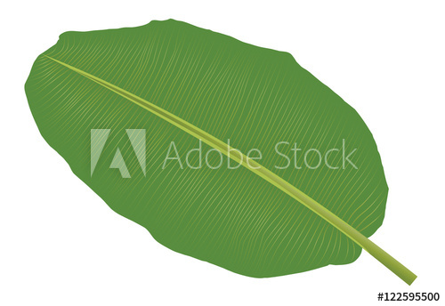 500x344 Banana Leaf Vector Isolated On White Background.