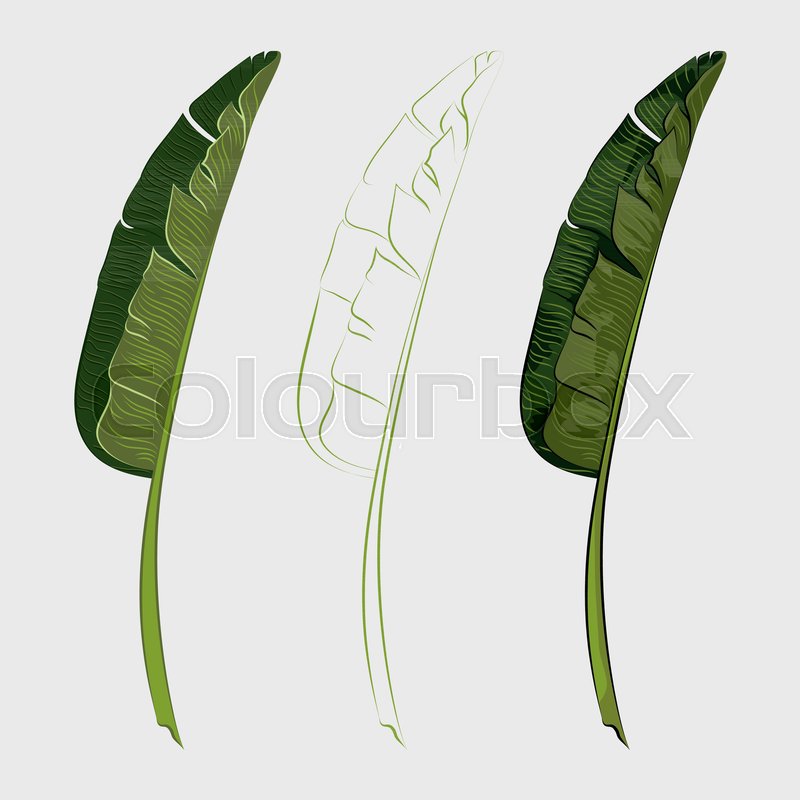 800x800 Set Of Tropical Banana Palm Leaves. Vector Illustration Stock
