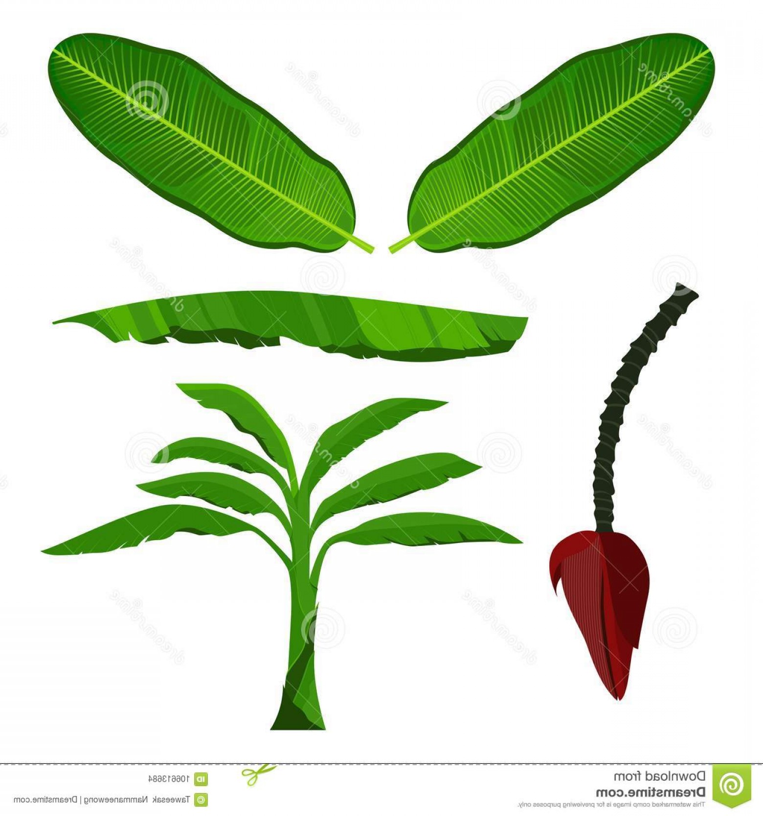 1560x1668 Banana Leaf Tree Blossom Isolated Vector Icon Image Orangiausa