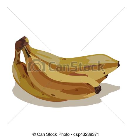 450x470 Watercolor Banana Vector Isolated On White Background. Hand Drawn