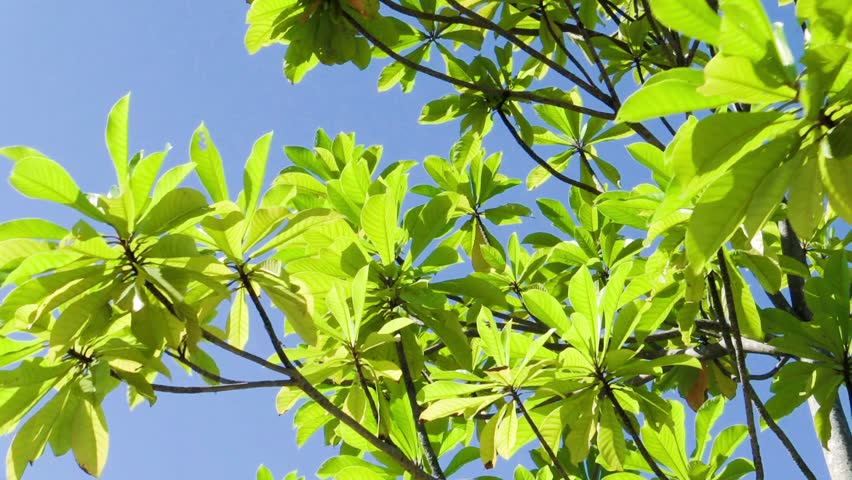 852x480 Banyan Tree Vector Stock Video Footage