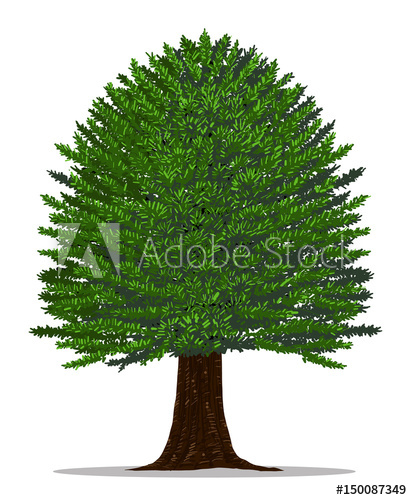412x500 Tree Vector By Hand Drawing.yew Tree On White Background.