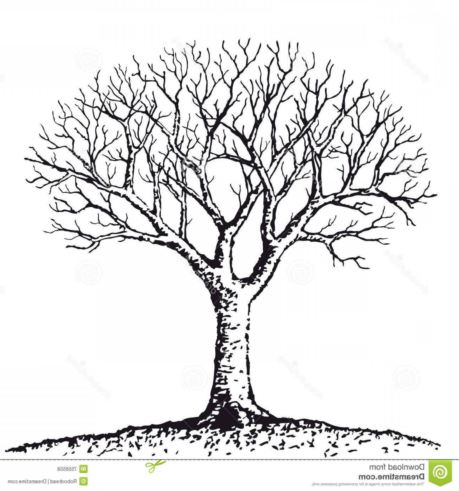 1560x1668 Royalty Free Stock Photos Bare Tree Vector Image Arenawp